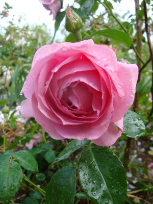 DSC07049.JPG