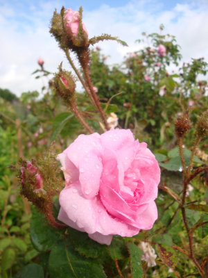 DSC07051.JPG