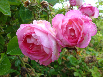 DSC07056.JPG
