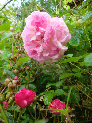 DSC07064.JPG