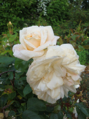 DSC07073.JPG