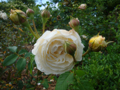 DSC07078.JPG