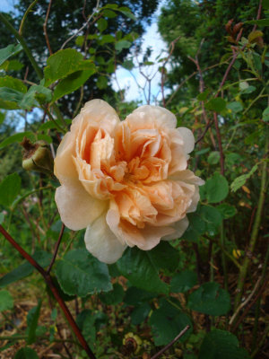 DSC07080.JPG