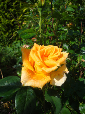 DSC07090.JPG