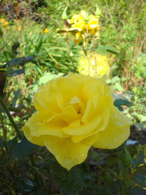 DSC07094.JPG
