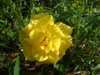 DSC07096.JPG