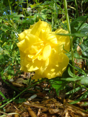 DSC07097.JPG