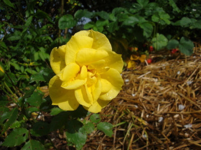 DSC07098.JPG
