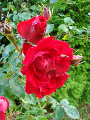 DSC07102.JPG
