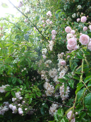 DSC07106.JPG