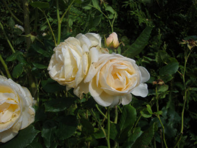 DSC07120.JPG