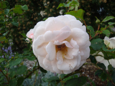 DSC07134.JPG