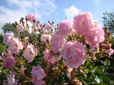 DSC07169.JPG