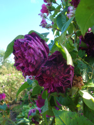 DSC07177.JPG