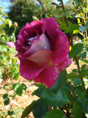 DSC07178.JPG