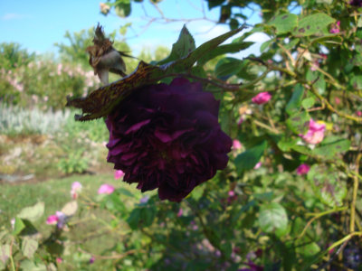 DSC07181.JPG