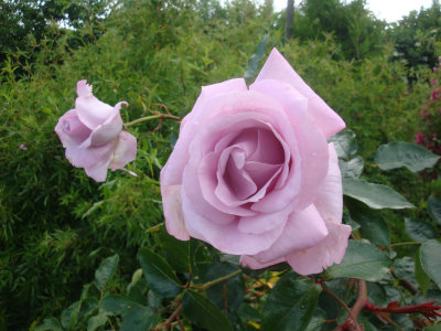DSC07201.JPG