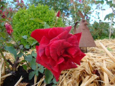 DSC07203.JPG