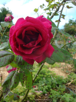 DSC07207.JPG