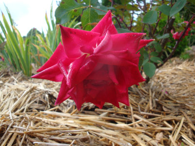 DSC07208.JPG