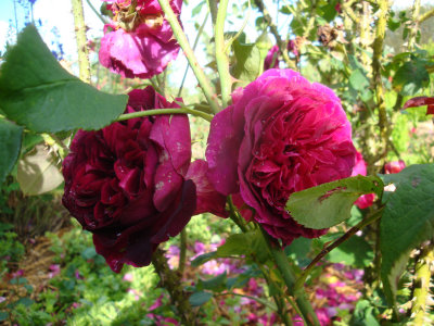 DSC07214.JPG