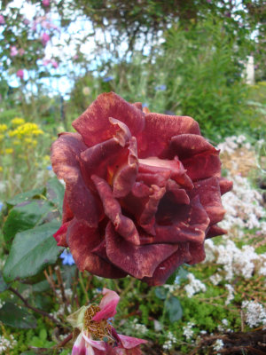 DSC07228.JPG