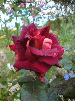 DSC07230.JPG