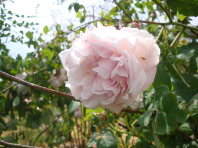 DSC07237.JPG