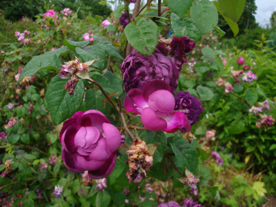 DSC07240.JPG