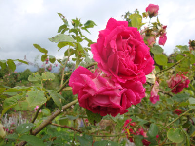 DSC07243.JPG