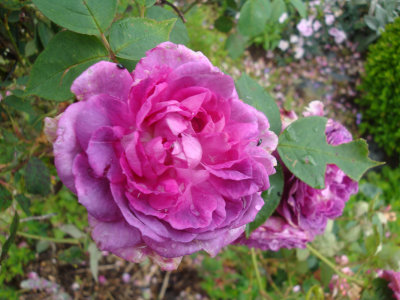 DSC07244.JPG