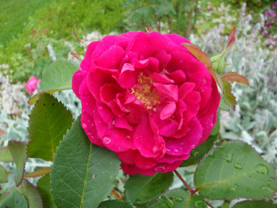 DSC07246.JPG