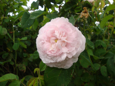DSC07247.JPG