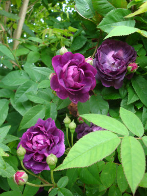 DSC07248.JPG