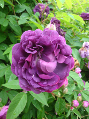 DSC07250.JPG