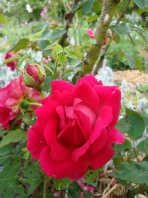 DSC07254.JPG