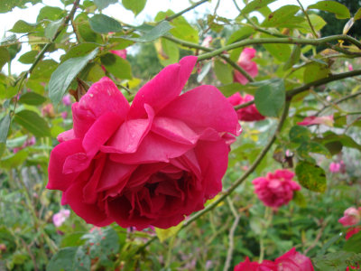 DSC07256.JPG