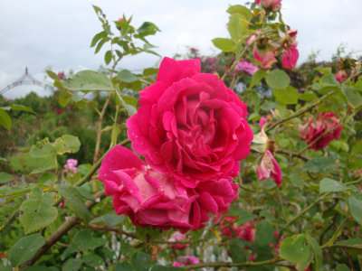 DSC07257.JPG