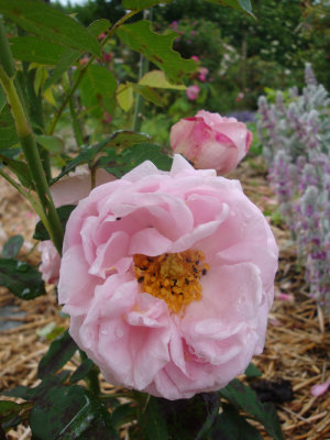DSC07258.JPG