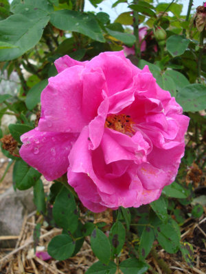 DSC07261.JPG