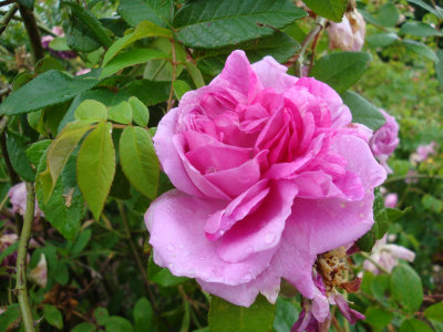 DSC07266.JPG