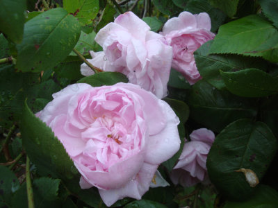 DSC07267.JPG