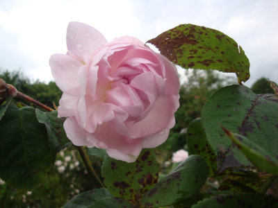 DSC07268.JPG