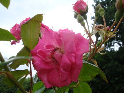 DSC07269.JPG
