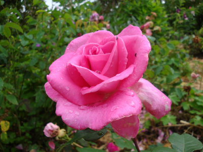 DSC07275.JPG