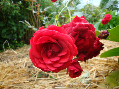DSC07278.JPG