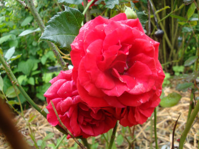 DSC07280.JPG