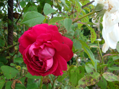 DSC07285.JPG