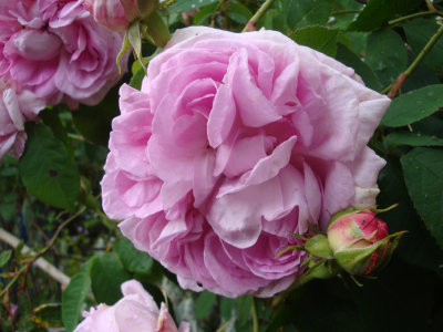 DSC07286.JPG