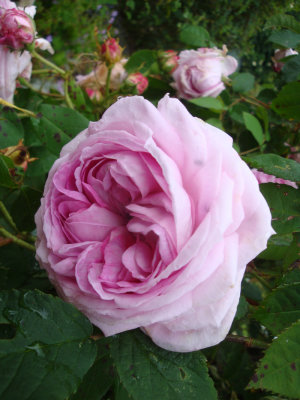 DSC07287.JPG